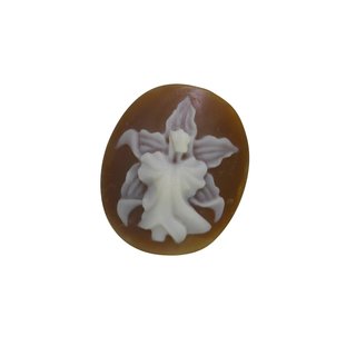 Aspasia principessa orchid cameo